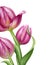 Beautiful realistic pink tulips flower illustration