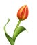 Beautiful realistic red tulip flower illustration