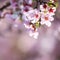 Beautiful realistic sakura japan cherry branch with blooming flo