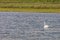Beautiful rear image of a swan swimming on calm water with green background