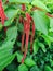 Beautiful red of Acalypha hispida flowers with fresh green leaves. This plant is also known as the Philippines Medusa, red hot cat