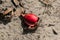 Beautiful red acorn on a sandy ground
