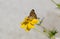 Beautiful, Red Admiral Butterfly Family Nymphalidae close-up