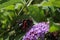 A beautiful Red Admiral Butterfly that has landed on a blossom plant