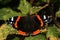 A beautiful Red Admiral Butterfly Vanessa atalanta perched on a leaf with open wings.