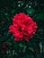 The Beautiful Red Aesthetic Flower