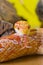 Beautiful red albino corn snake reptile on yellow green blurred