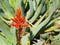 The beautiful red Aloe perfoliata, the rubble aloe or mitre aloe flower in a tropical botanical garden.