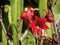 The beautiful red Amaryllidaceae hippeastrum flower, is perennial herbaceous bulbous plants in a spring season.