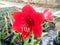 Beautiful red amaryllis flower blossoming in the garden