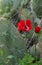Beautiful red anemone flowers grow next to cactus leaves