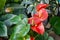 Beautiful red anthurium flowers outdoors houseplant leaves