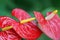 Beautiful Red Anthurium Flowers ,Three flamingo flower