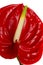 Beautiful red anturio flower detail