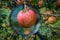 Beautiful red apple on a branch magnified with a magnifying glass. In the background on the branches are other apples