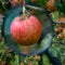 Beautiful red apple on a branch magnified with a magnifying glass. In the background on the branches are other apples