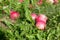 Beautiful red apples scattered on the fresh green grass.