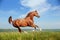 Beautiful red arabian horse running gallop