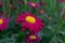 Beautiful Red Argyranthemum, Marguerite, Marguerite daisy or Dill daisy