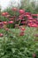 Beautiful Red Argyranthemum, Marguerite, Marguerite daisy or Dill daisy