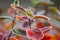 Beautiful red aronia leaves with a frosty edge. Morning sceney in the garden. Autumn morning with bright red leaves.