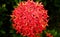 Beautiful red Ashoka flower