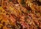 A beautiful red autumn marsh oak Quercus palustris leaves. Selective focus.