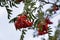 Beautiful, red balls of rowan ripe against the sky