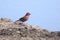 A beautiful red billed fire finch come to drink water at waterhole