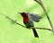 Beautiful red bird, Crimson Sunbird (Aethopyga siparaja) sweeping its wings while perching on branch over green blur