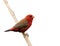 Beautiful red bird with nice eyes strong beak perching on wooden