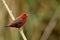 Beautiful red bird with nice eyes strong beak perching on wooden