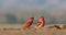 Beautiful red bird - Southern Carmine Bee-eater - Merops nubicus nubicoides flying and sitting on their nesting colony Mana Pools