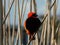 Beautiful Red Bishop Finch