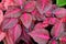 Beautiful red and black pattern on Blood Leaf Iresine Blazing Rose plant