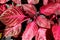 Beautiful red and black pattern on Blood Leaf Iresine Blazing Rose plant