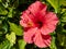 Beautiful Red blooming Hibiscus flower