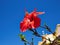 Beautiful Red blooming Hibiscus flower