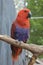 Beautiful red and blue colored parrot