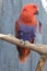 Beautiful red and blue parrot standing