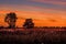 A beautiful red-blue sunset over lonely trees.