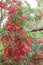Beautiful red bottlebrush Callistemon tree flowers