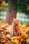 Beautiful Red british Cat with Yellow Eyes n a blue scarf Outdoor. Autumn cat in yellow leaves.