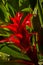 Beautiful red Bromelia tropical flower from