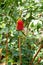 Beautiful red bud of Ginger Red Button ,Costus woodsonii, curvibracteatus.Orange Tulip Ginger.Costus speciosus are