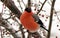 A beautiful red bullfinch sits on a tree and eats ripe berries.