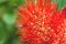 Beautiful of Red bush willow or Thai powder puff flower