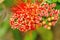 Beautiful of Red bush willow or Thai powder puff flower