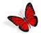 beautiful Red Butterfly flying on white background with soft shadow