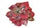 Beautiful red Caladium leaves pattern or elephant ear the tropical foliage plant bush with fancy variegated leaves, popular indoor